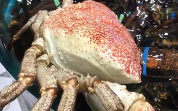 皇帝蟹vs帝王蟹