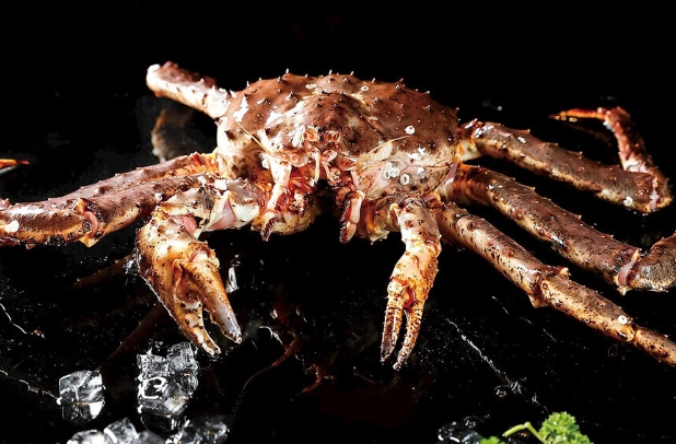 皇帝蟹 價格