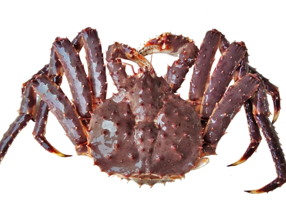 皇帝蟹 帝王蟹 差別