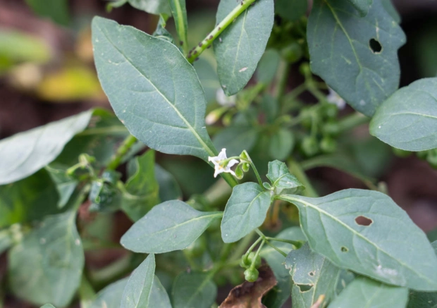 龍葵湯食譜 龍葵湯食譜