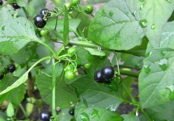 龍葵湯功效 龍葵湯功效