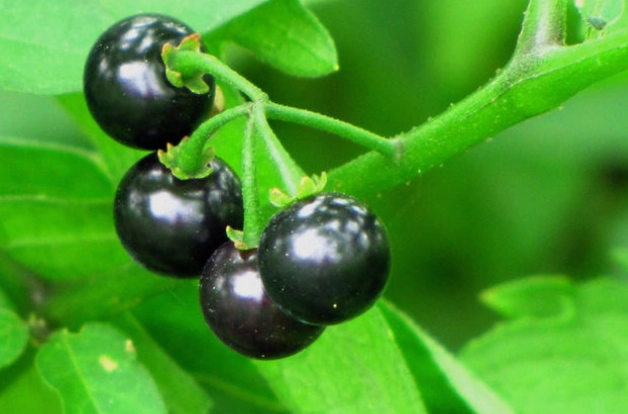龍葵湯食譜 龍葵湯食譜