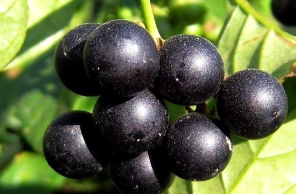 龍葵湯食譜 龍葵湯食譜