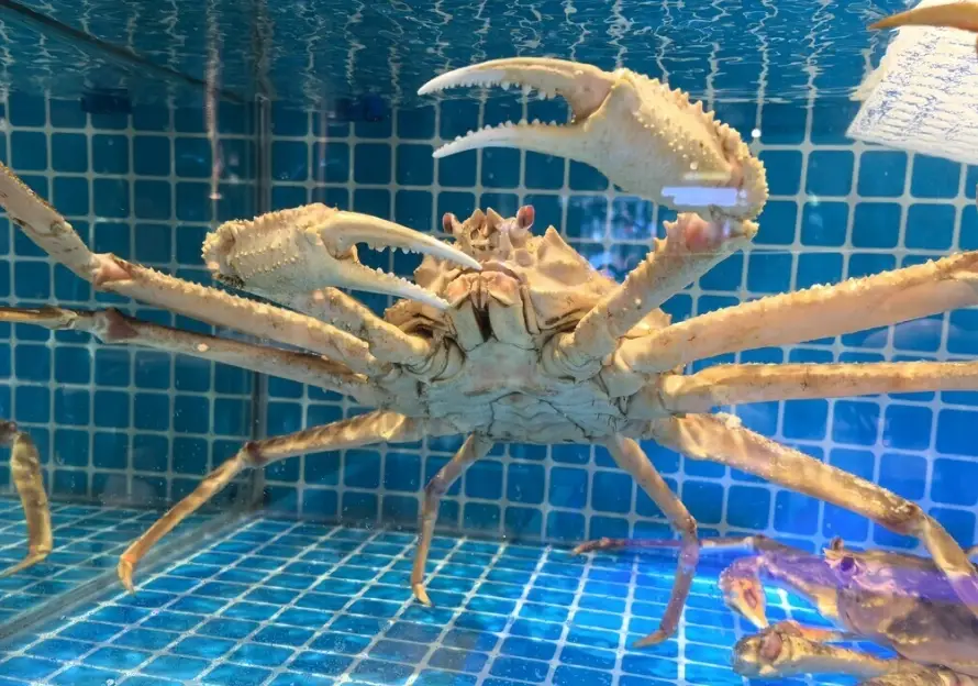 帝王蟹保存