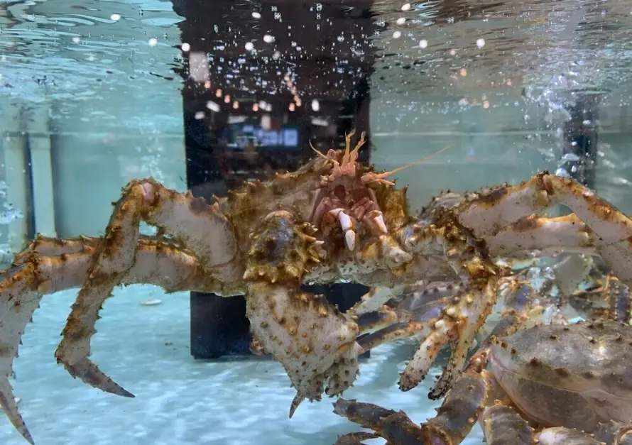 帝王蟹蒸煮時間