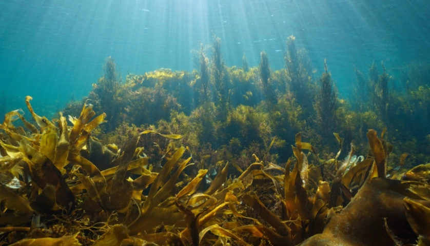 台灣海藻餐廳 台灣海藻餐廳