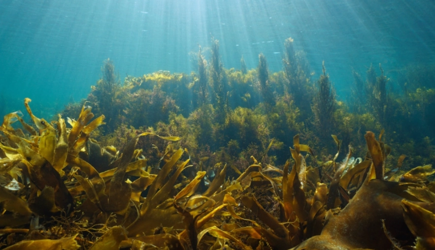 涼拌海帶絲食譜