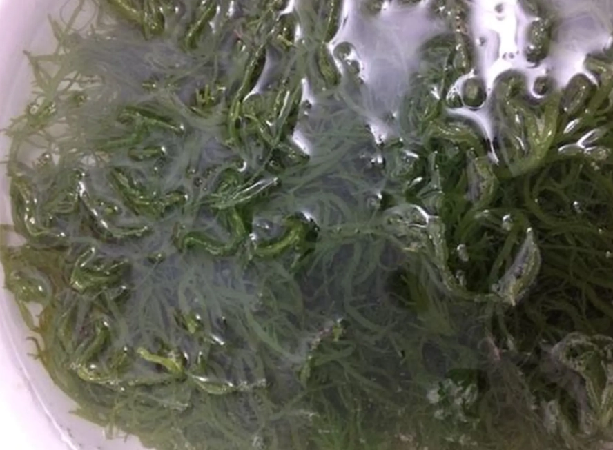 涼拌海帶絲食譜 涼拌海帶絲食譜