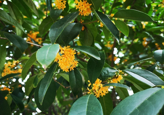 桂花凍熱量多少