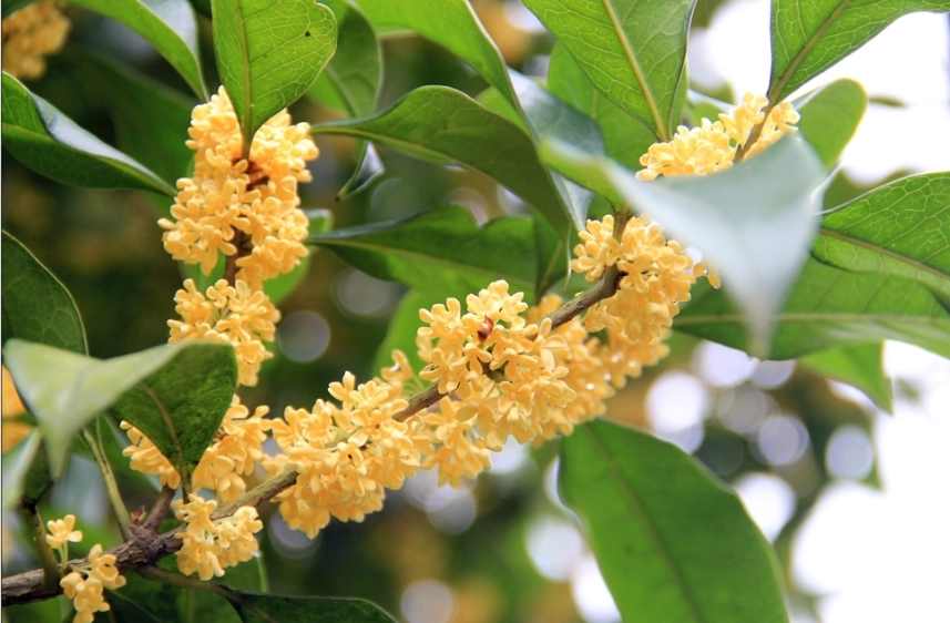 桂花凍熱量多少