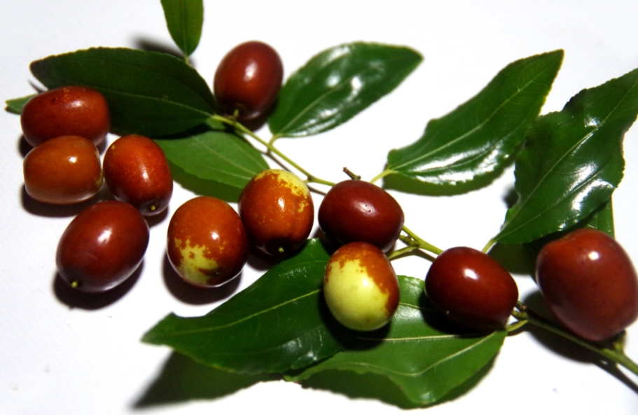 吃棗子好處 吃棗子好處