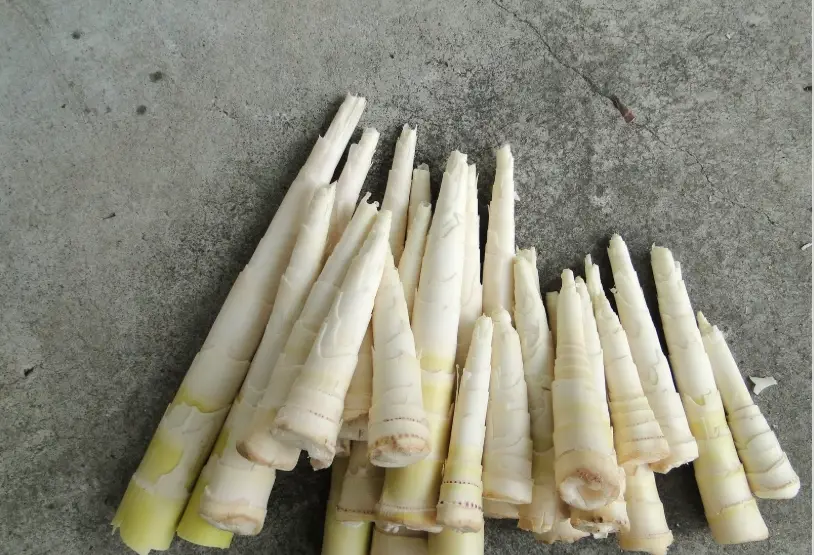 桂竹筍挑選