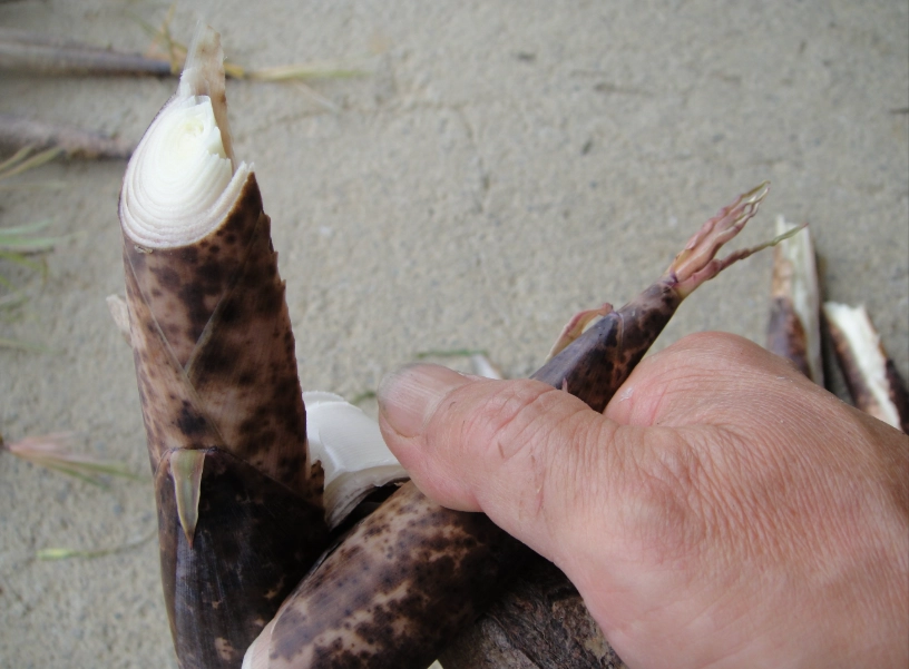 桂竹筍食譜