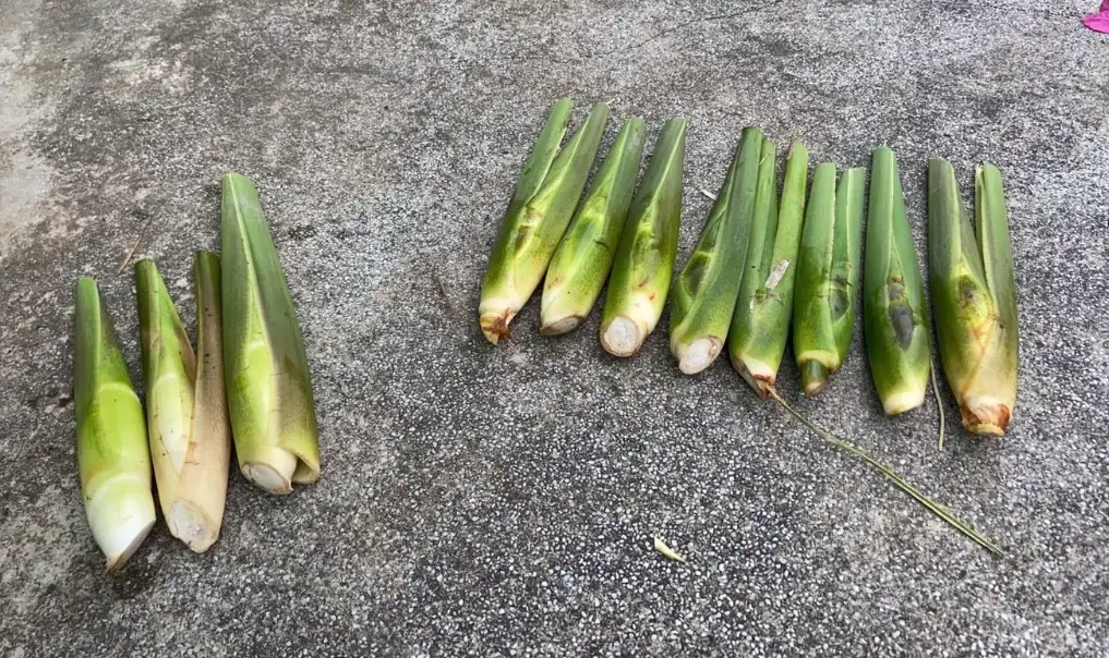 筊白筍處理