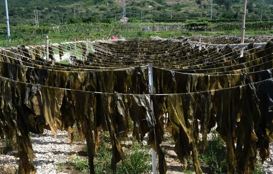海帶結怎麼煮 海帶結怎麼煮