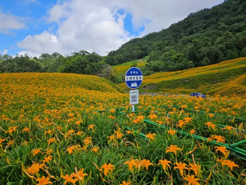 金針花湯做法