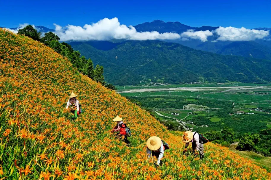 金針花排骨湯