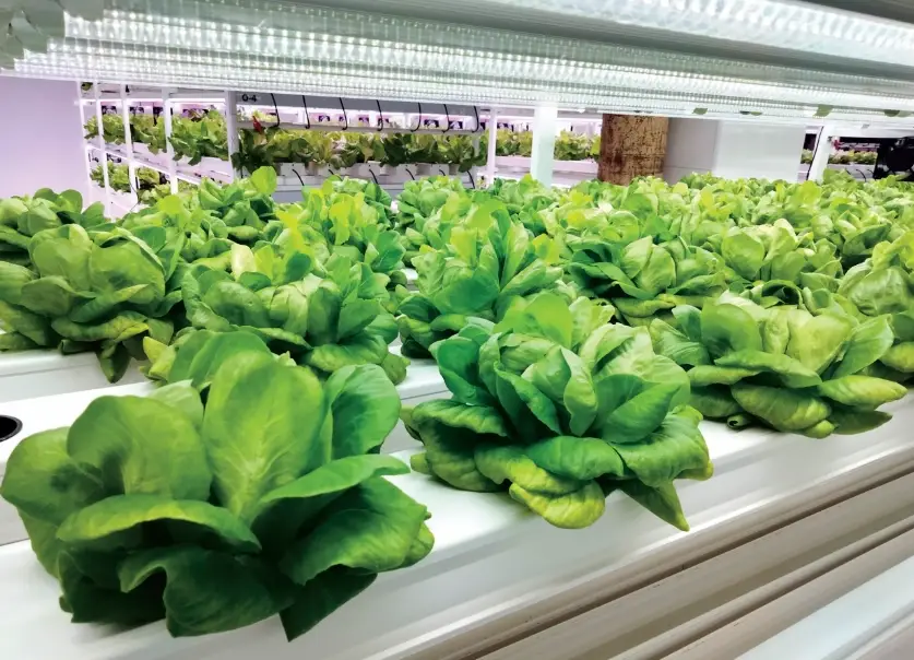 美生菜種植技巧