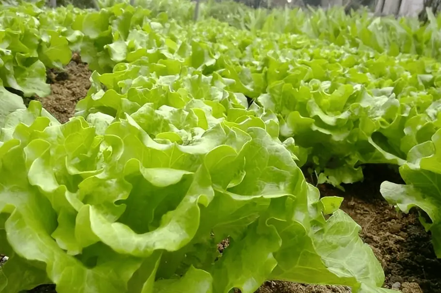 美生菜栽培