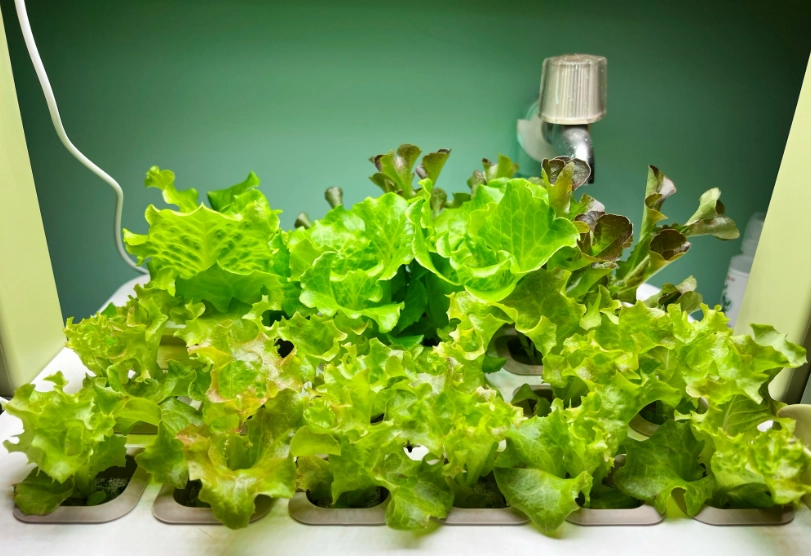 美生菜種植技巧