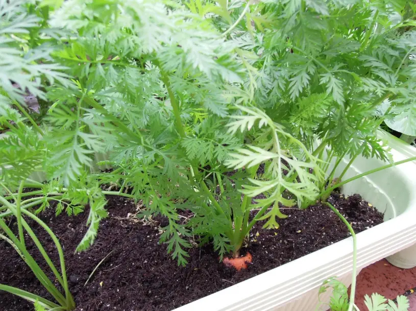 紅蘿蔔過敏症狀