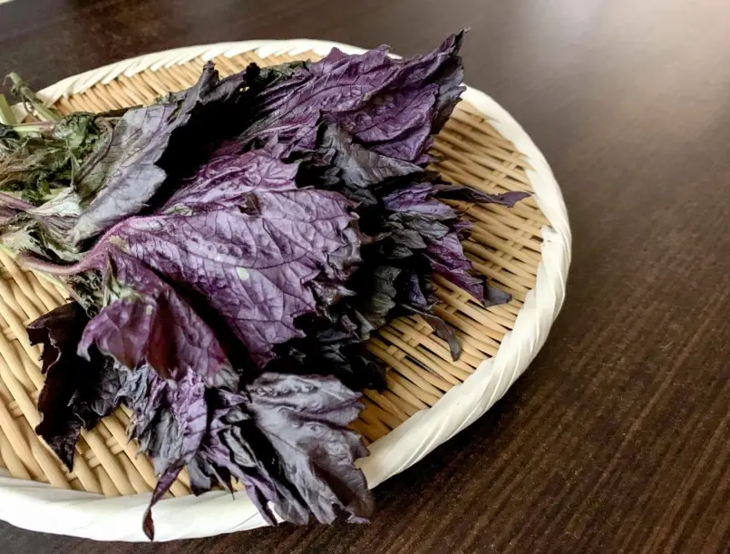紫蘇食譜 紫蘇食譜
