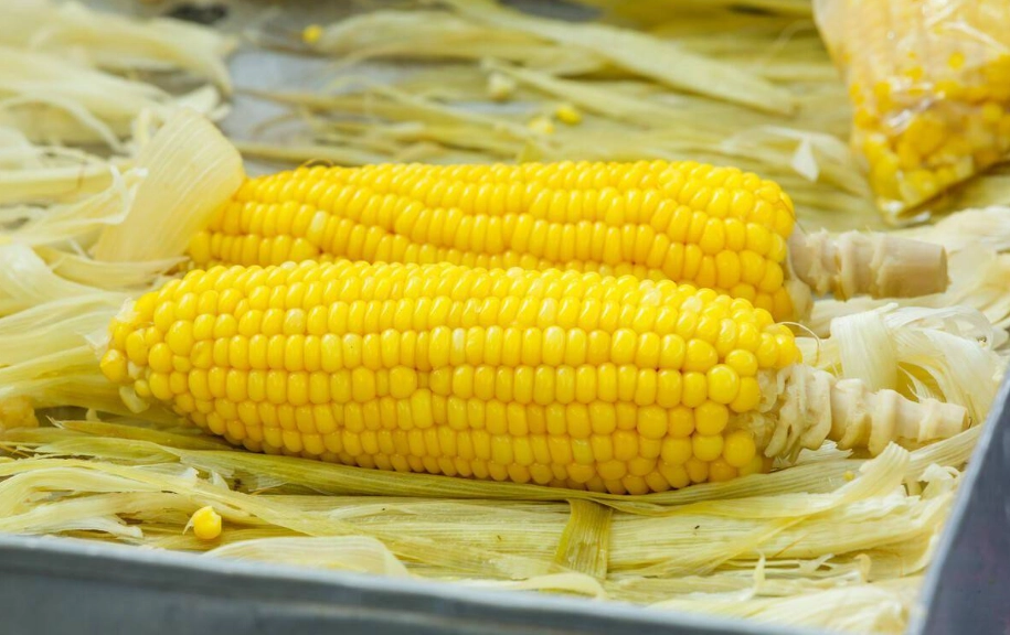 电锅蒸玉米 电锅蒸玉米