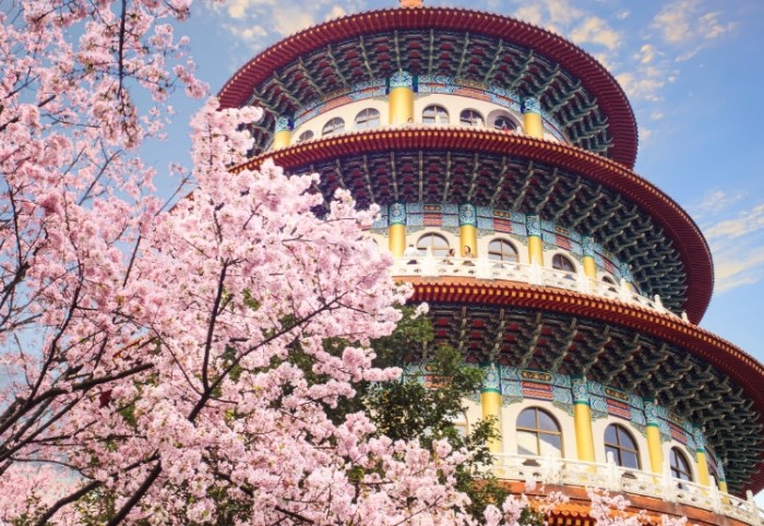 台北櫻花