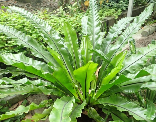 山蘇