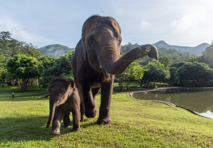 清邁自由行 清邁自由行
