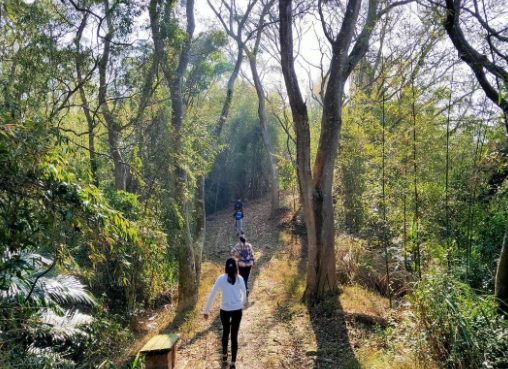 苗栗登山步道推薦 苗栗登山步道推薦