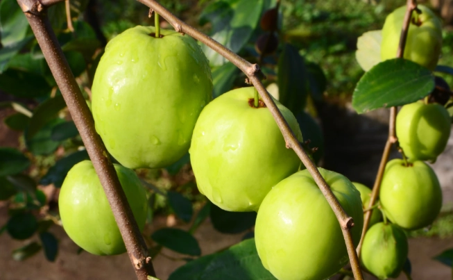 蜜棗食用注意事項