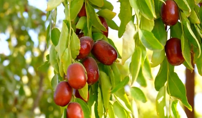 新疆紅棗功效 新疆紅棗功效