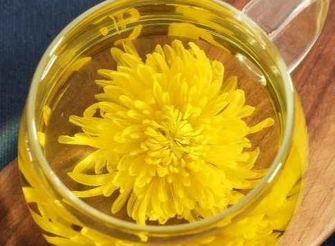 菊花茶菊花食用