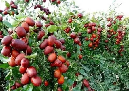 紅棗產區排名