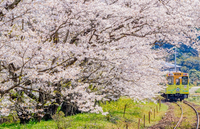 佐賀自由行交通
