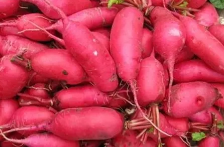 什麼人不能吃紅蘿蔔