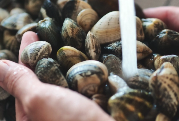 最佳熟成鹽水配方