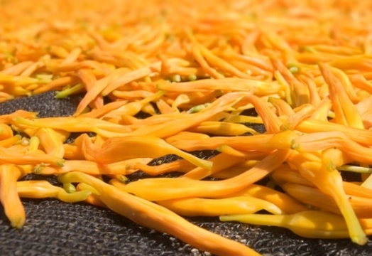 金針變黑可以吃嗎