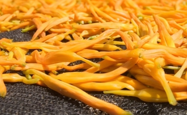 金針花湯好處 金針花湯好處