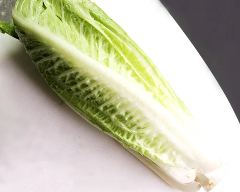 羅美生菜怎麼種