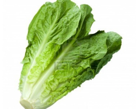 羅美生菜怎麼種